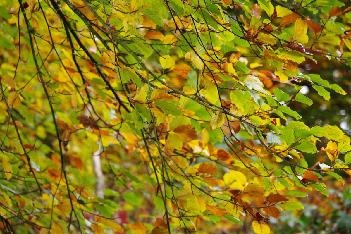 Autumnal tree leaves