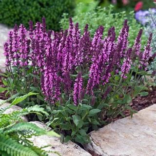 salvia plants from walmart