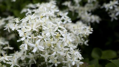 Jasmine plant close-up