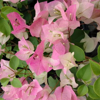 Light Pink Bougainvillea Plant