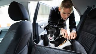 woman securing a small black and white dog in a dog car seat