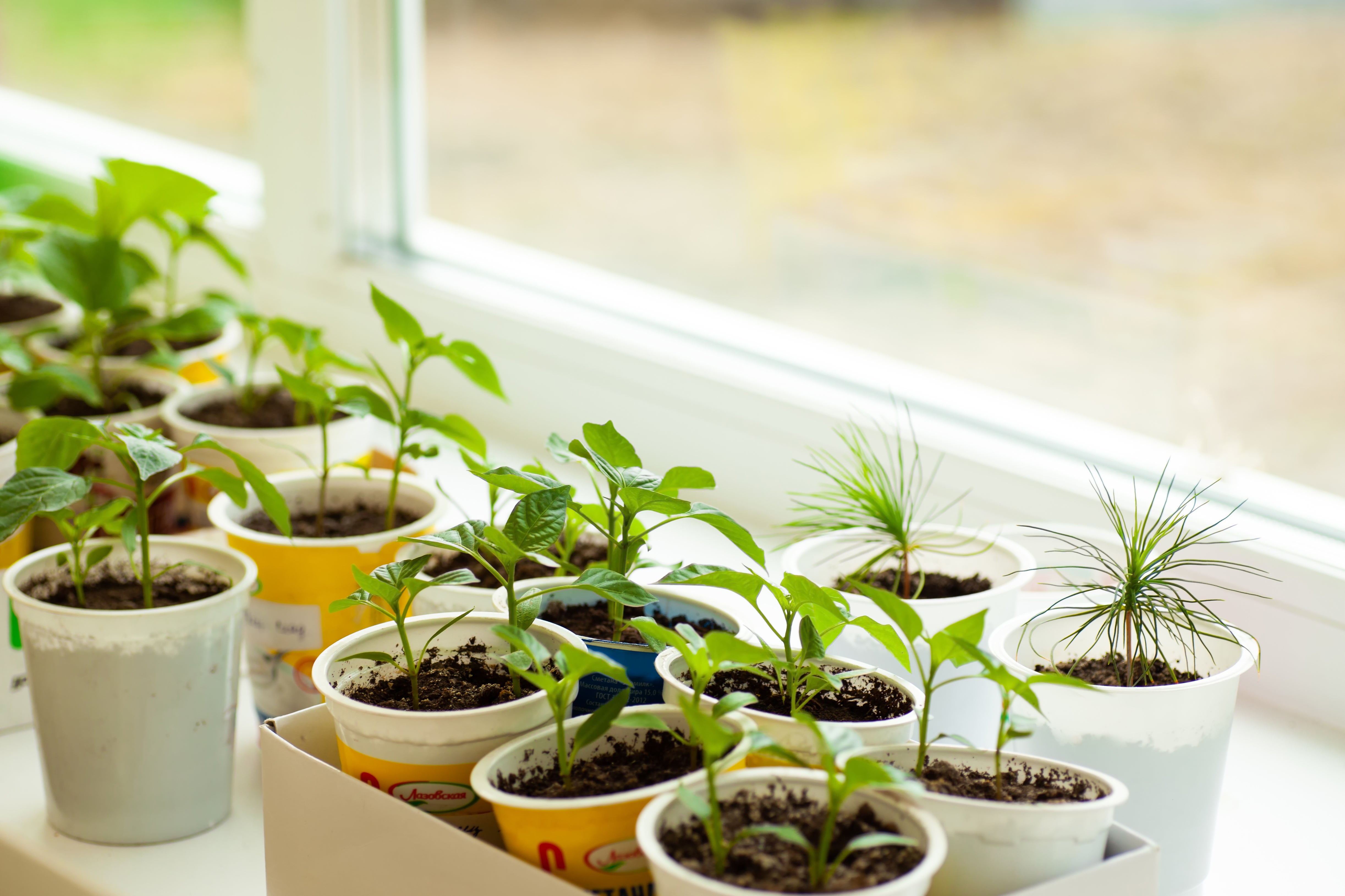 How To Start Seeds Indoors - Grow Your Own Vegetable & Flower Plants!