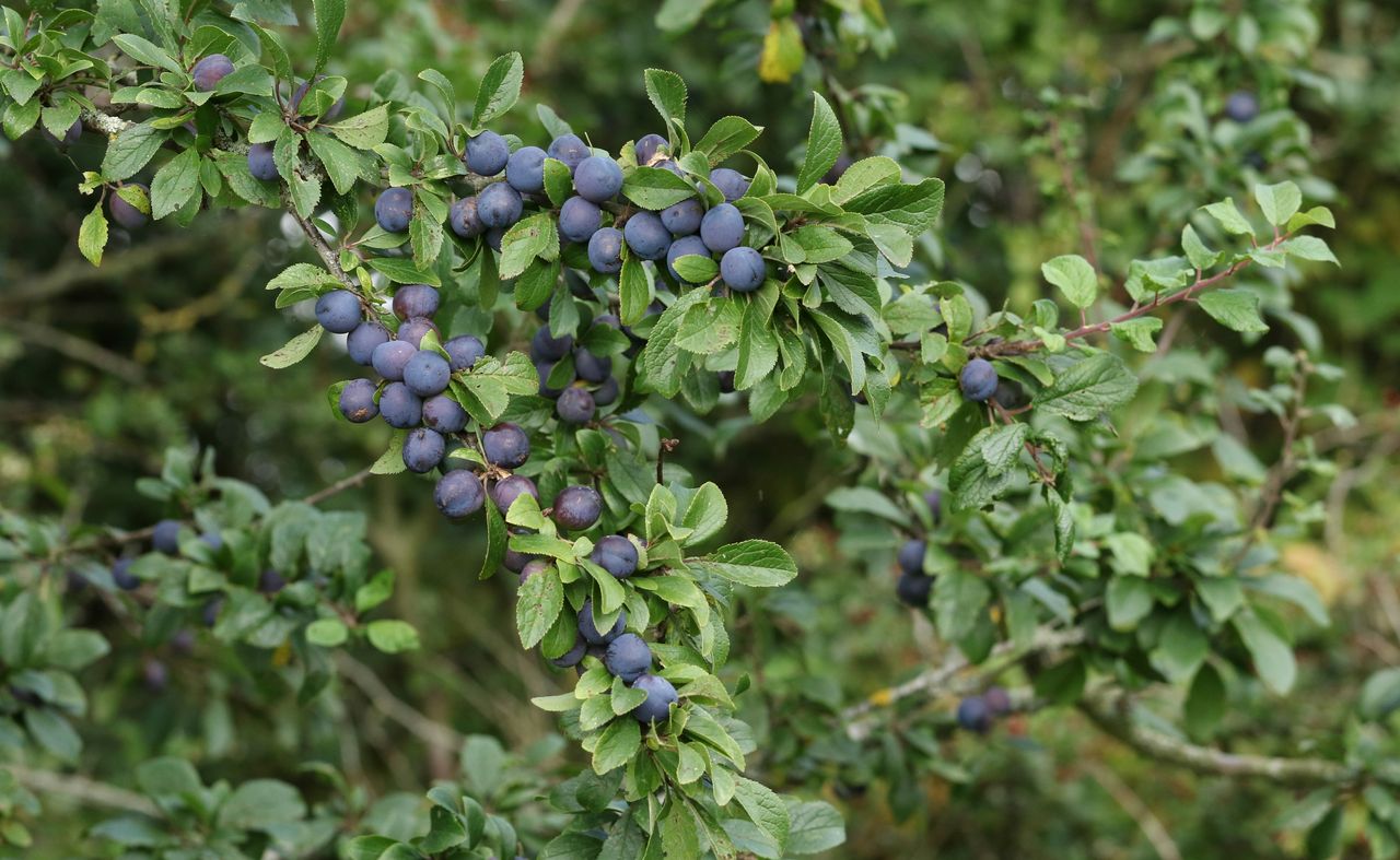 fruit bushes pruning