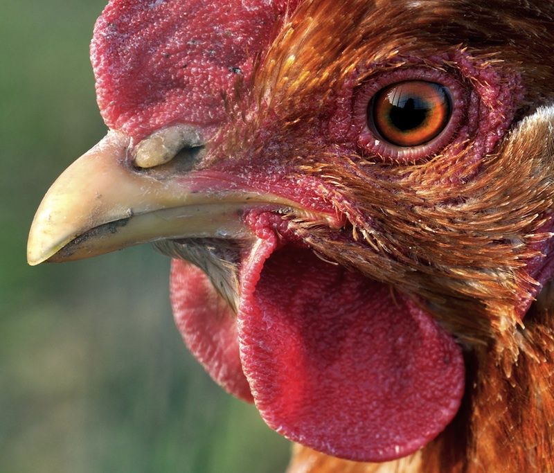 Researchers Say They're Getting Closer to Creating a Dino-Chicken