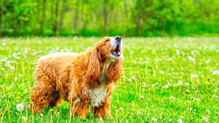 Dog barking in a green field