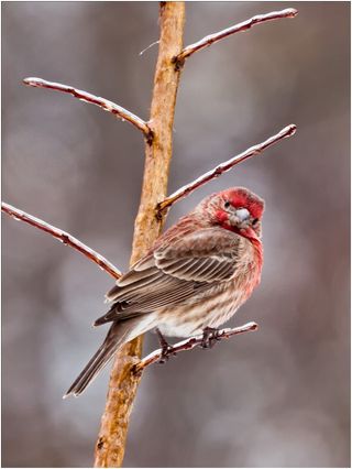 A male house finch perched on an icy branch. This photo was submitted during the Great Backyard Bird Count.