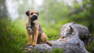 Border terrier sat on a log