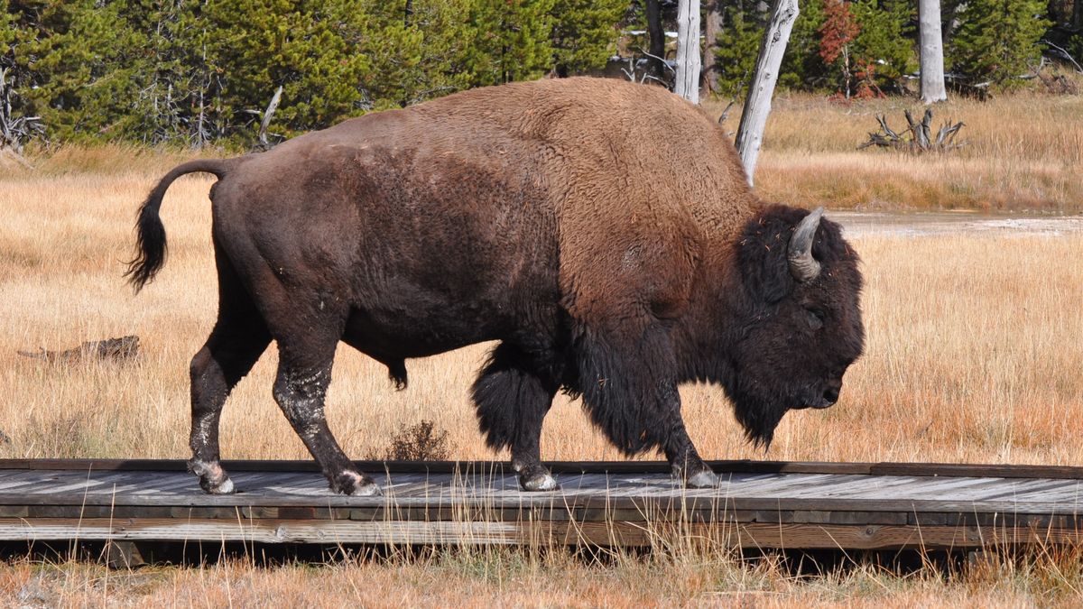 Bison walking on boardwalk at Yellowstone National Park