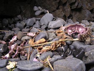 Sea urchin, Rat Island