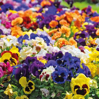 Pansy 'Matrix Mixed' 24 Plug Plants