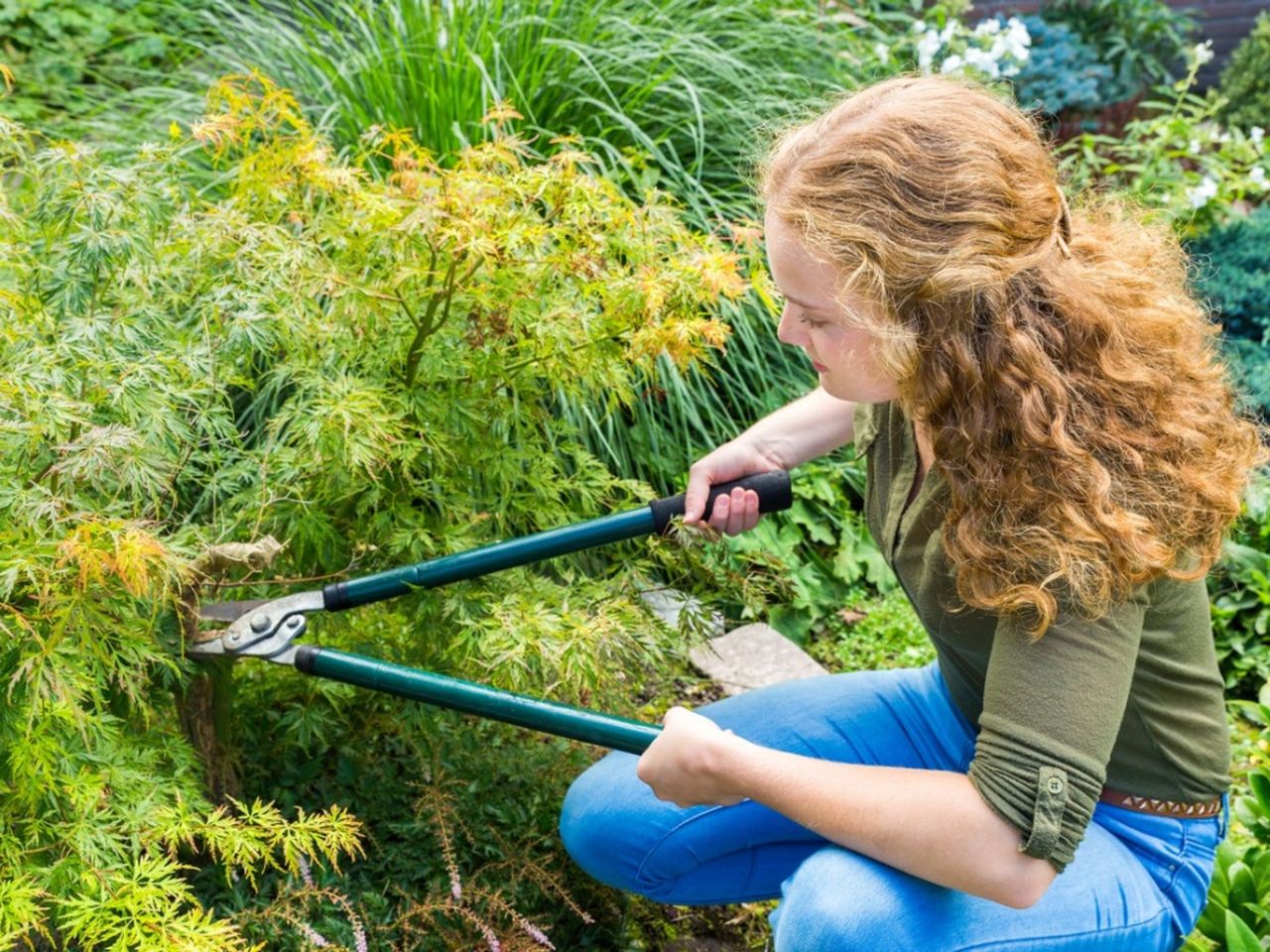 Pruning Of A Japanese Maple Tree