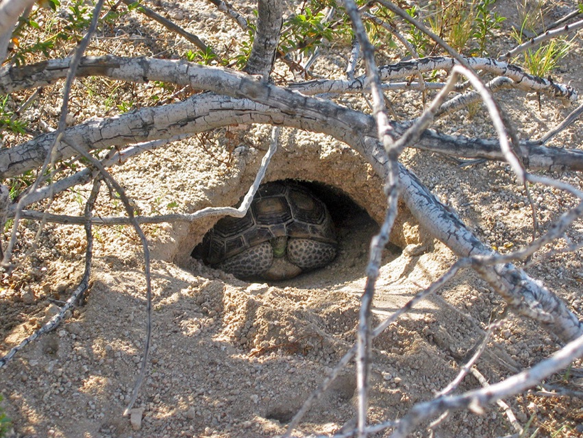 In Photos: Awe-Inspiring Desert Tortoises of the American West | Live ...