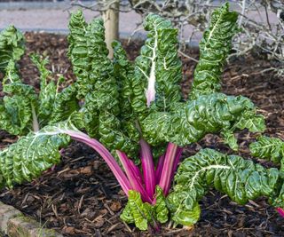 Bright pinky-red stems of Swiss chard 'Rhubarb' growing in a vegetable garden