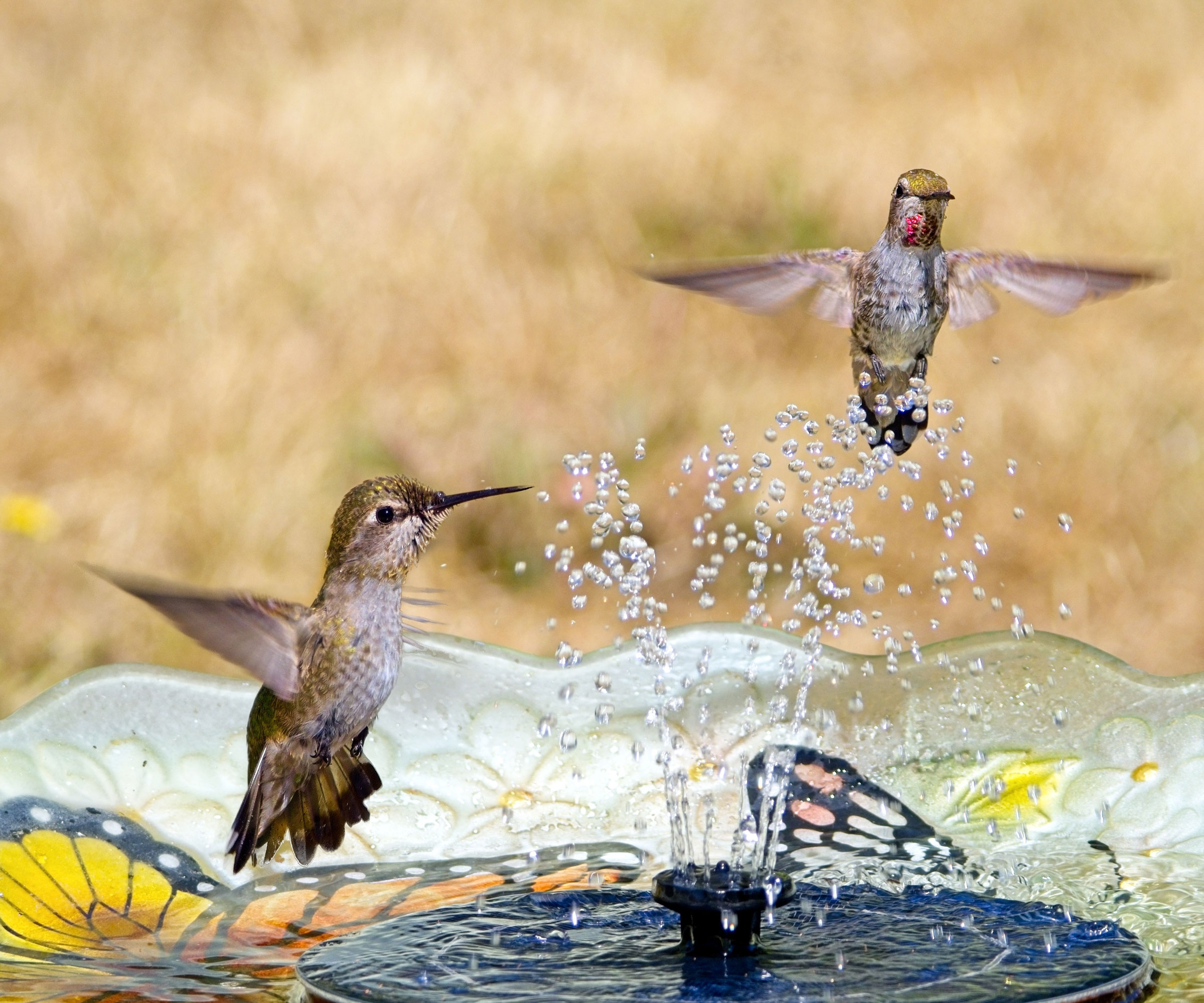 hummingbirds bathing and playing with water wiggler in bird bath
