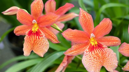 orchid Burrageara 'Nelly Isler Orange'