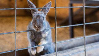 Rabbit inside an indoor rabbit hutch