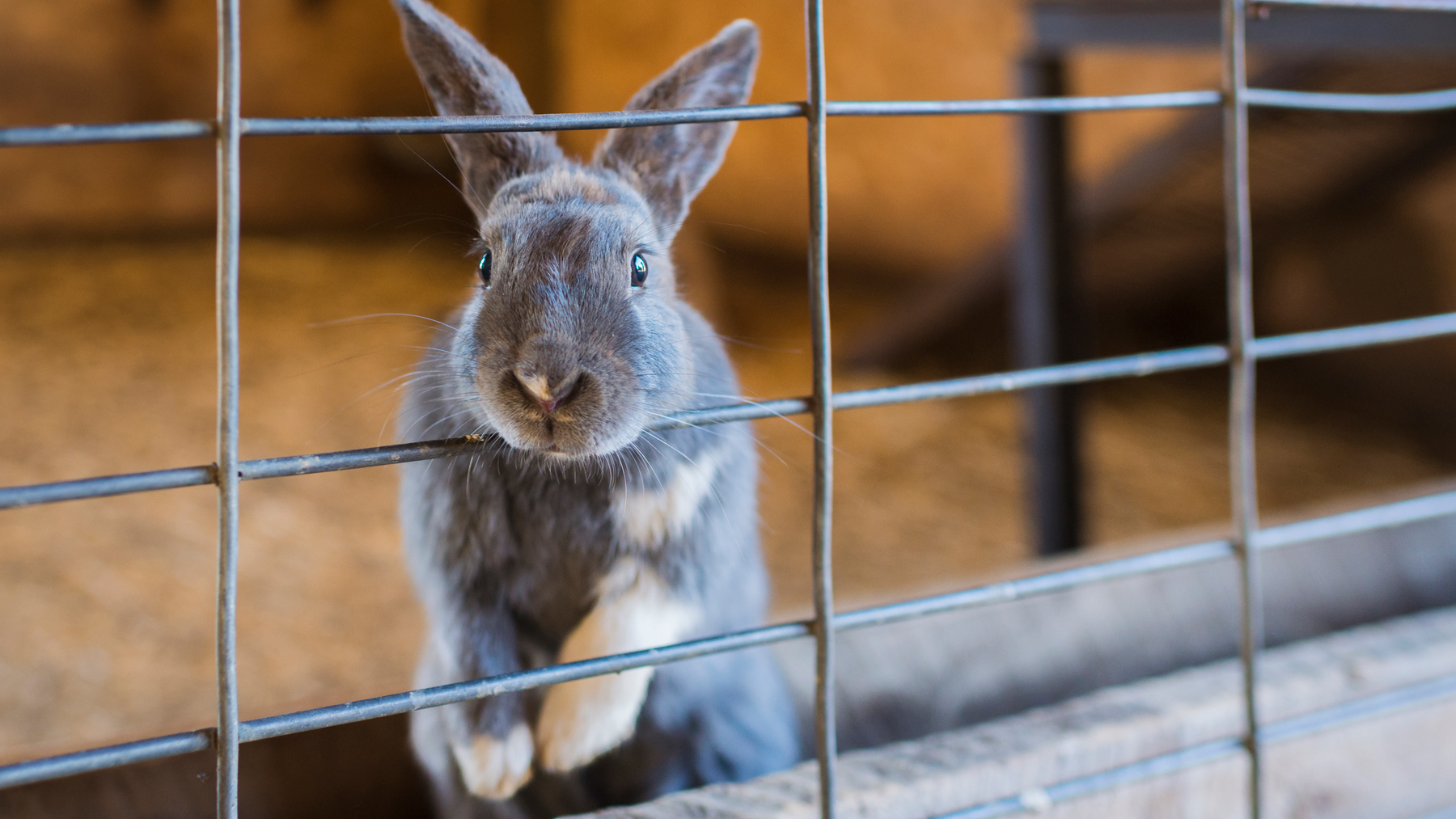 Best indoor rabbit hutches for a safe & happy bunny PetsRadar