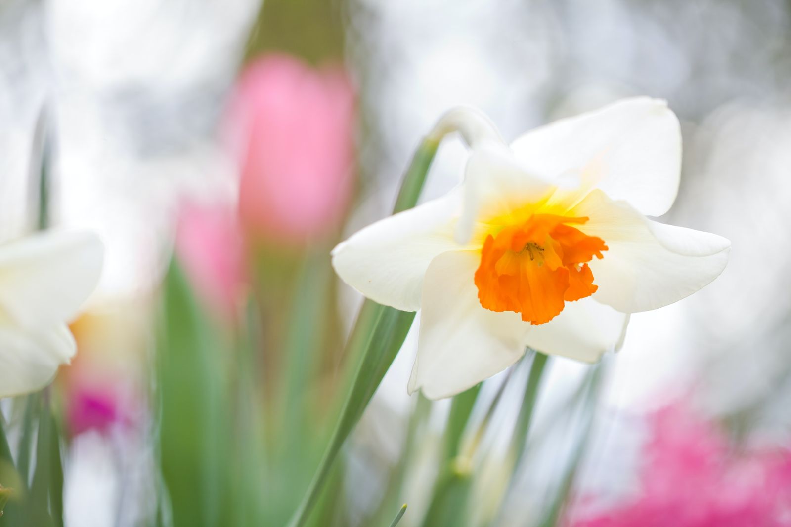 Monty Don bulb planting tip get three months of flowers from one
