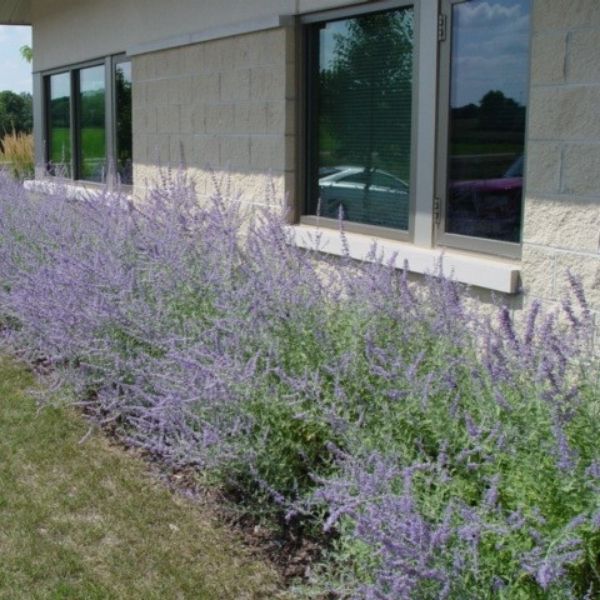 Russian Sage Home Depot