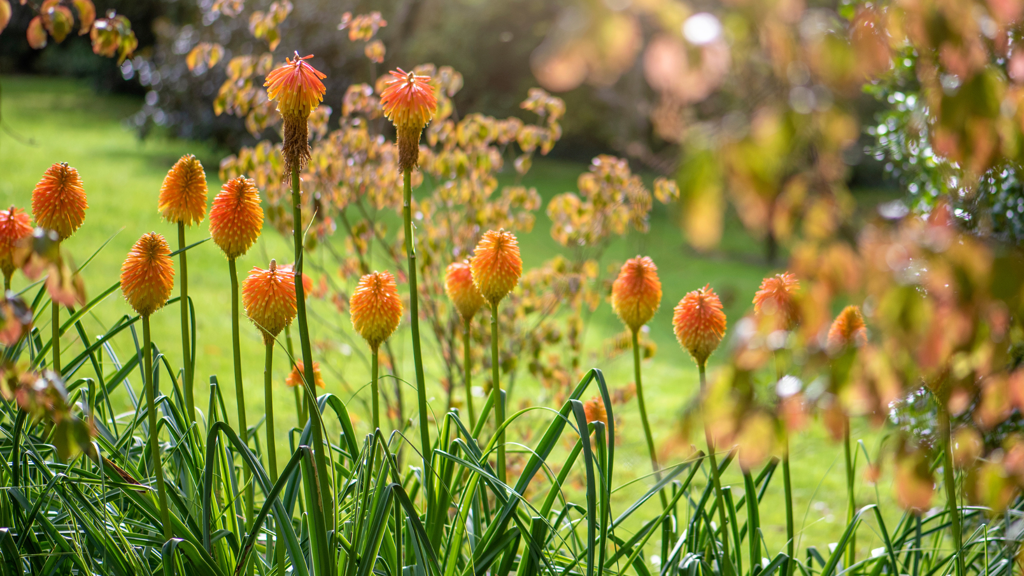 red hot poker flowers in a garden