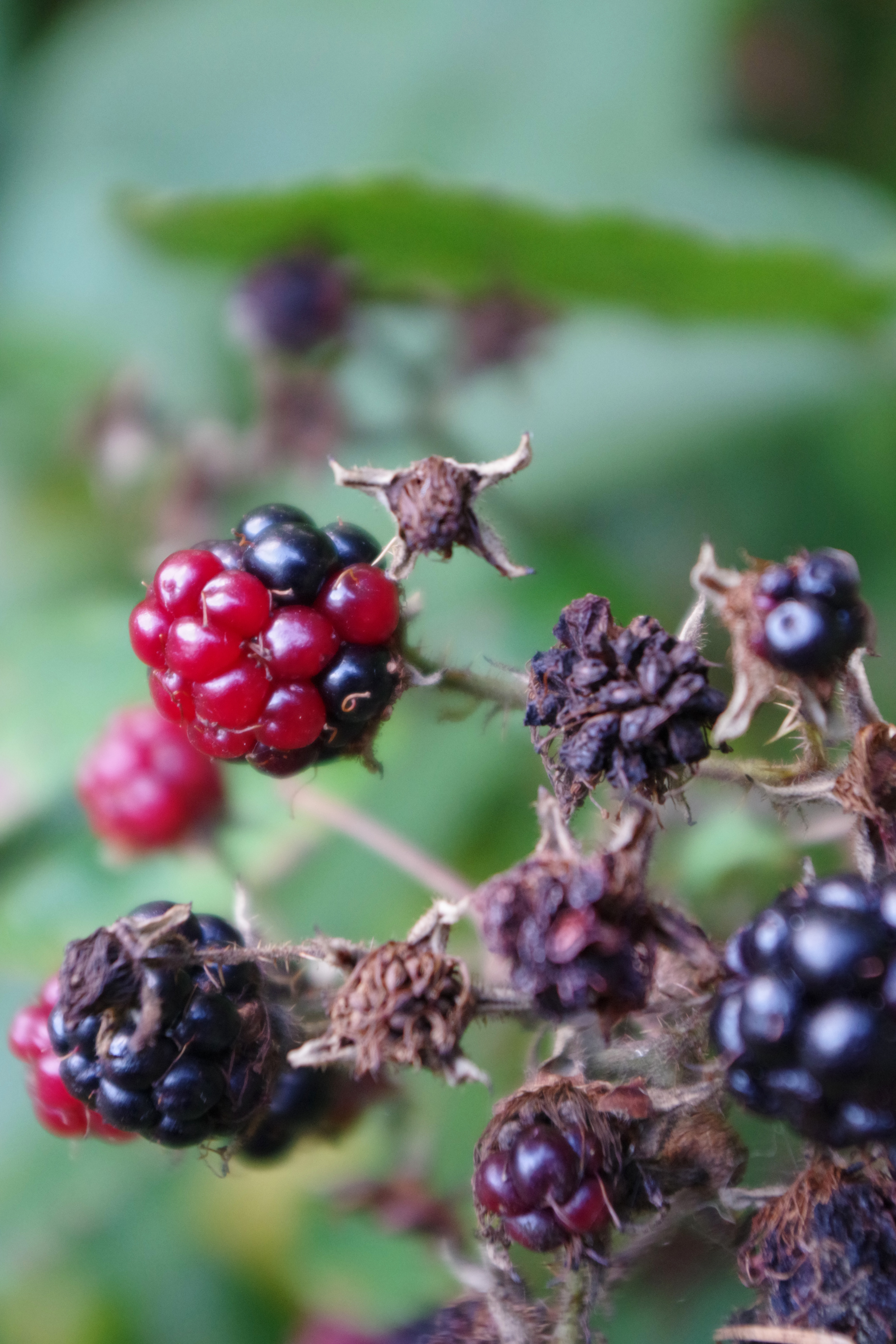 Close up image of a berry bush taken with the Pentax KF
