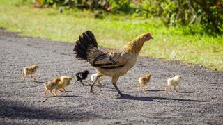 Feral baby chickens crossing a road with their mother on Kauai, Hawaii.