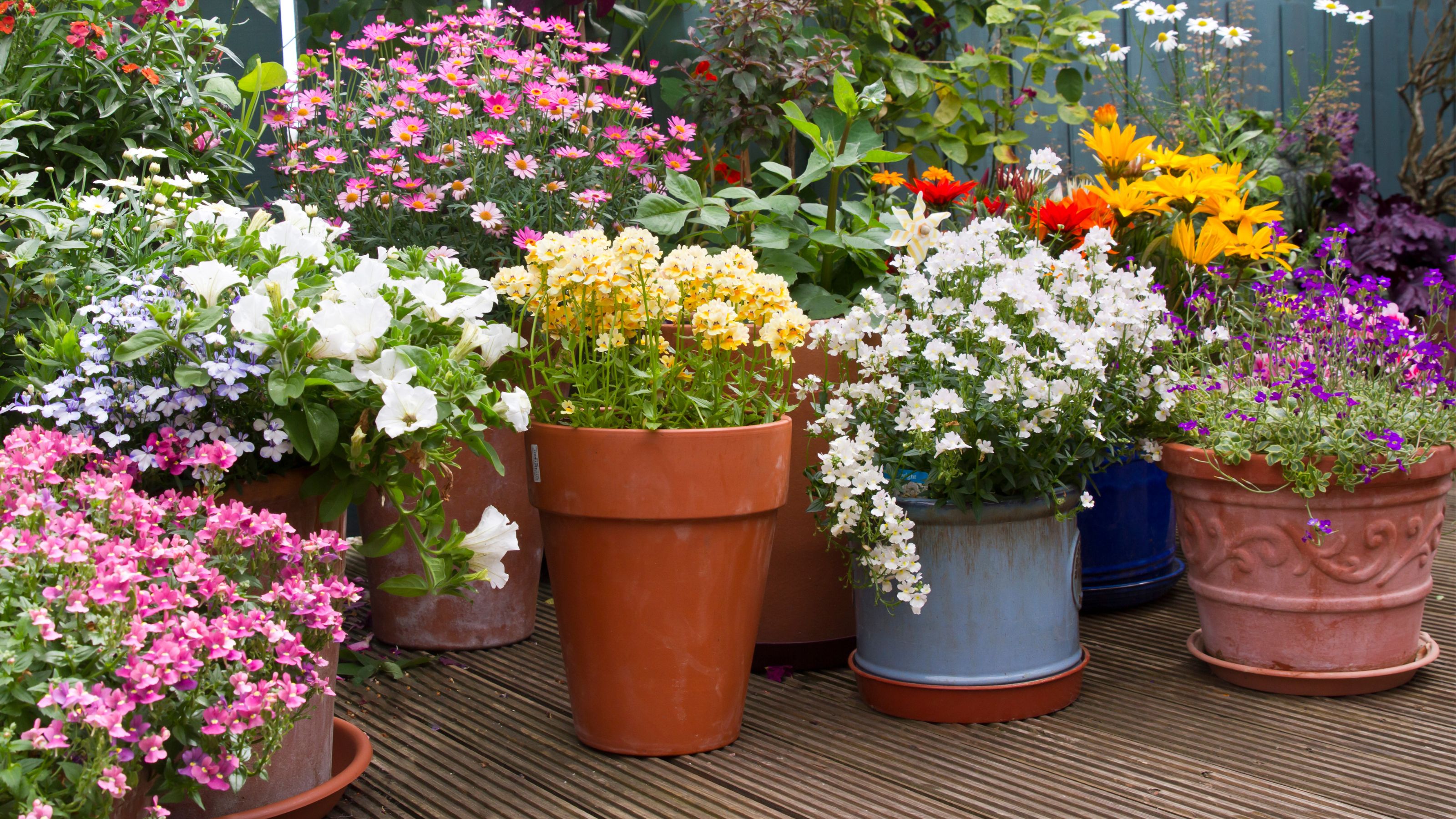 summer flowering plants in containers