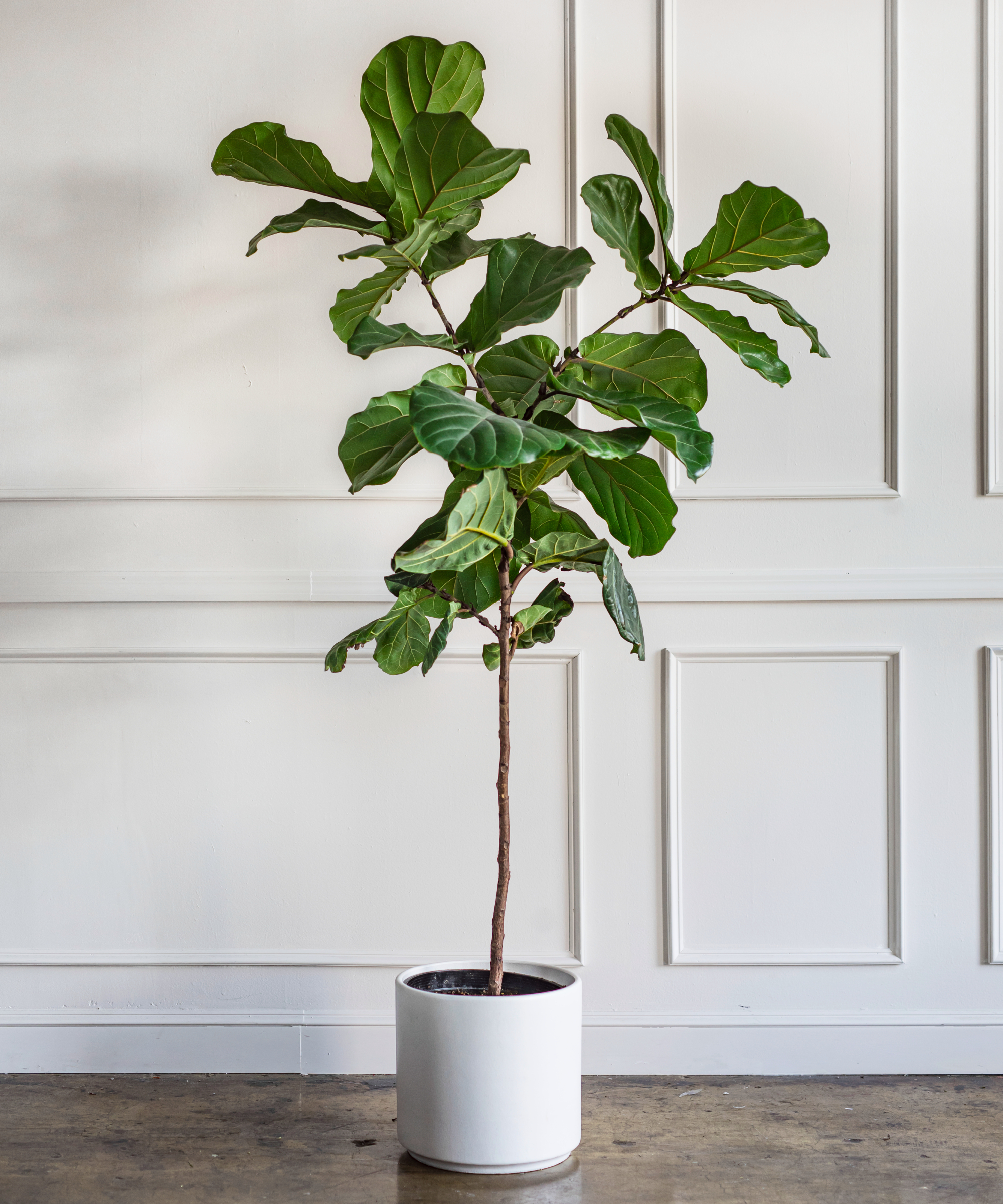 tall fiddle leaf fig