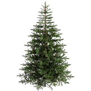 Nordmann fir Christmas tree