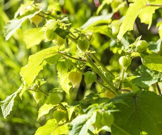 Physalis pruinosa plants growing in the sun outdoors