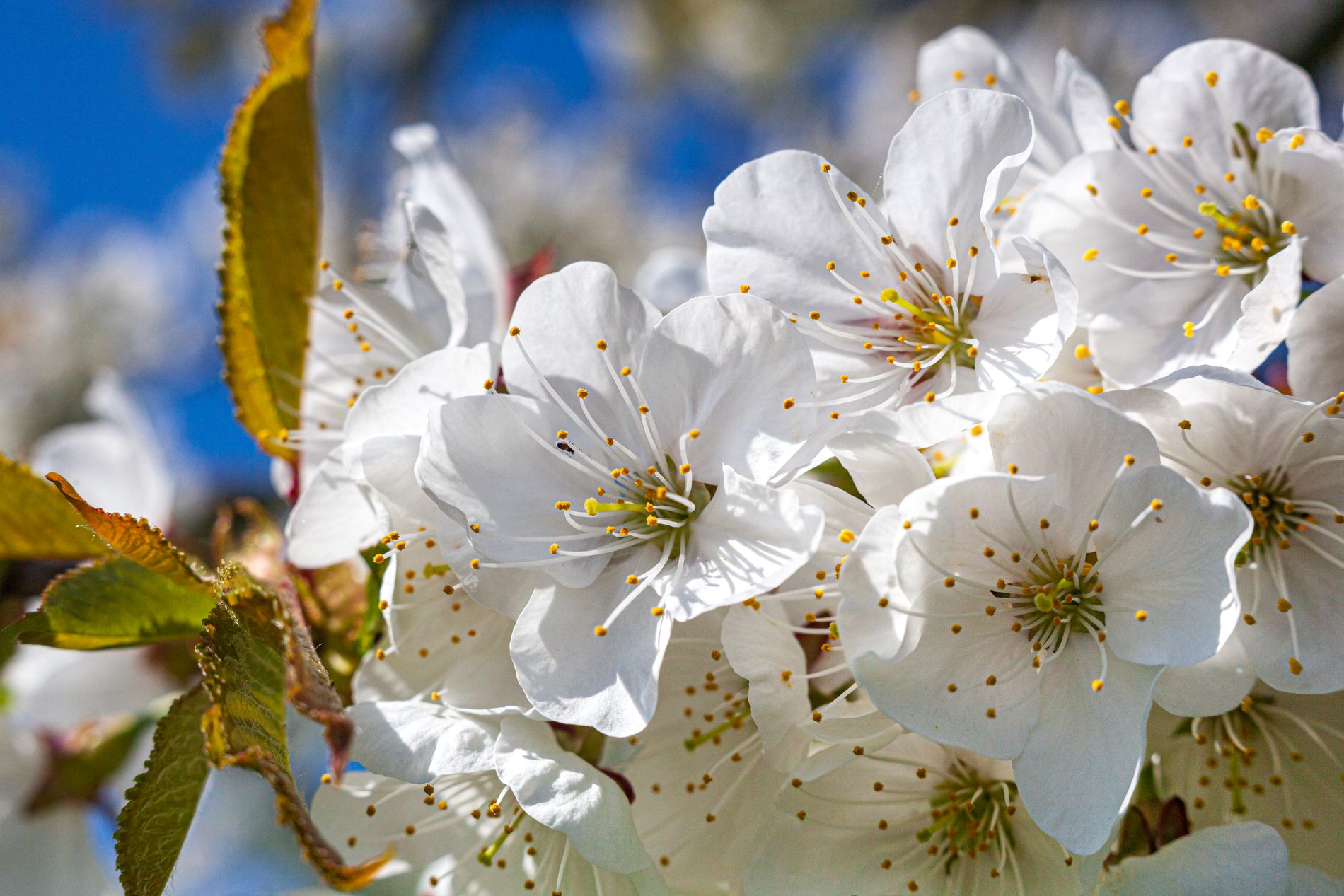 GuruShots - Mostly White October 2025