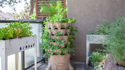 Many plants growing in a vertical container