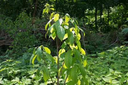 Short Pawpaw Tree