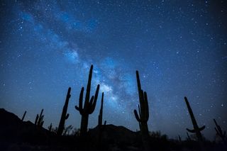 Silhouettes of cacti reach upward against a deep blue, starry sky.