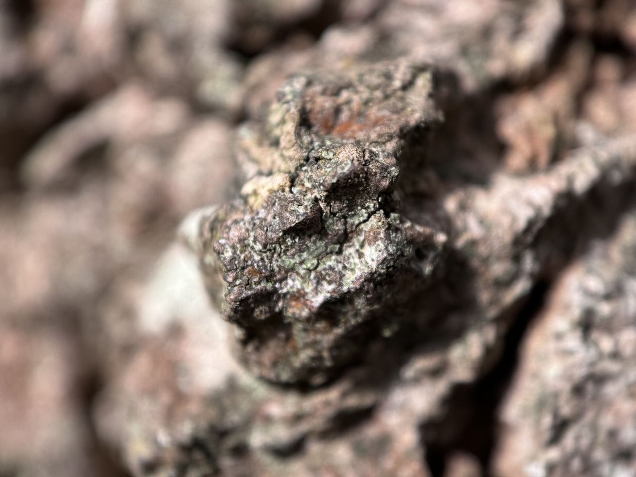 A close up photo of tree bark taken on an iPhone 15 Pro using the Sandmarc macro lens