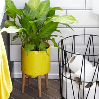 wooden flooring and white wall wash room with yellow plant pot on wooden stool and tissue paper roll in basket