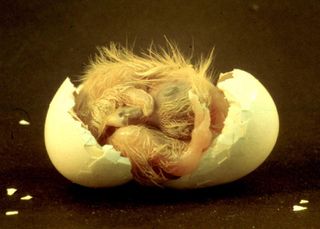 A pigeon hatchling still arresting in an asymmetrical position between the egg shells, with its left eye nestled in the dark among sprouting feathers and its right eye exposed to light while pressed up against the egg shell.