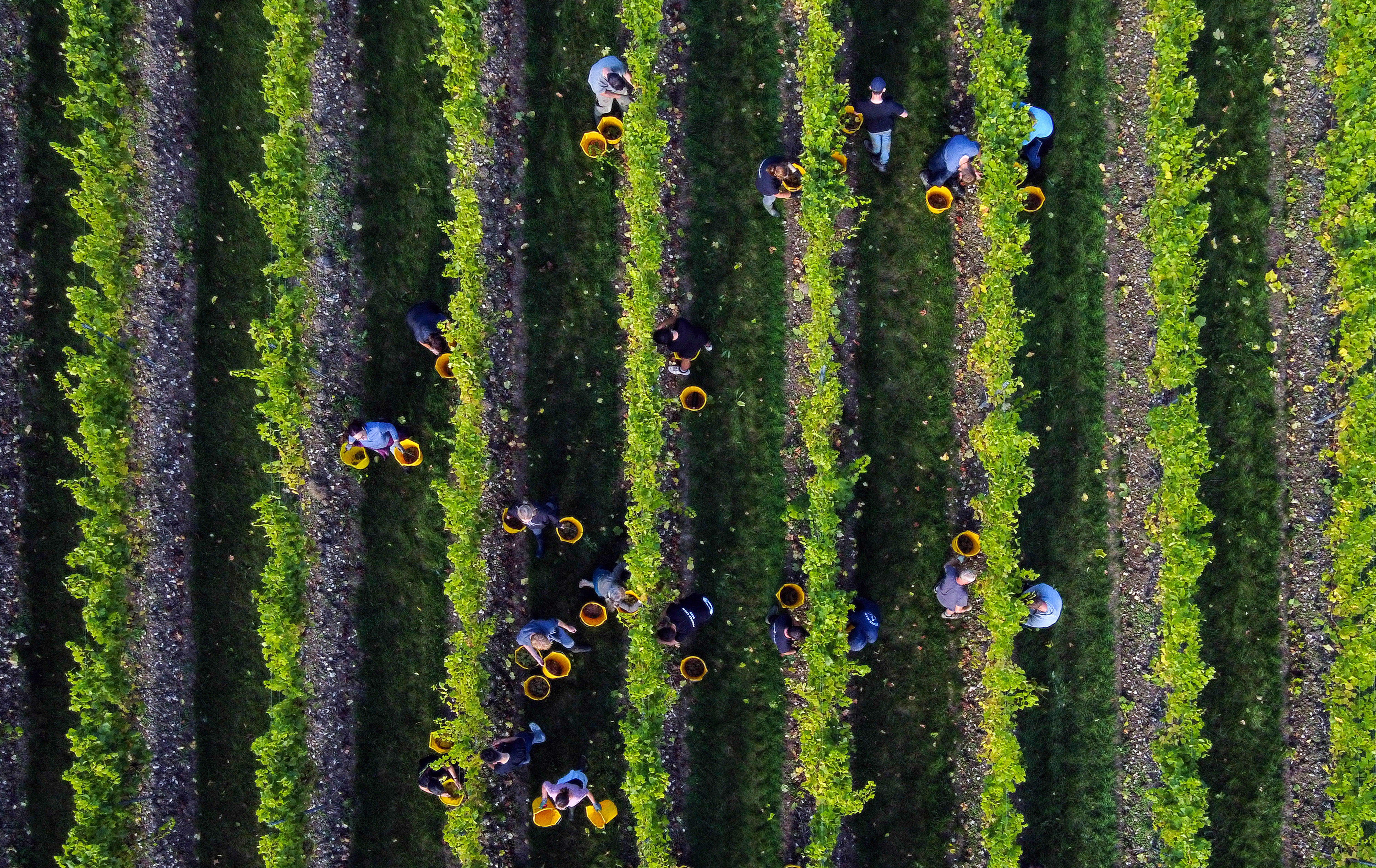 Aerial shot of multiple people harvesting grapes from rows of green vines
