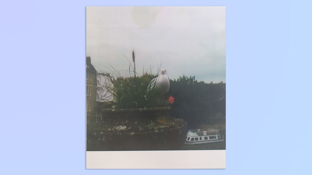 A photo of a seagull standing next to a red flower taken on a Kodak Mini Shot 4 Era 2-in-1 instant camera