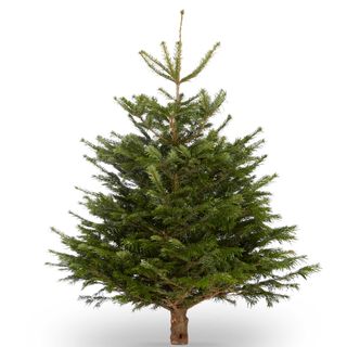 Nordmann Fir Christmas tree
