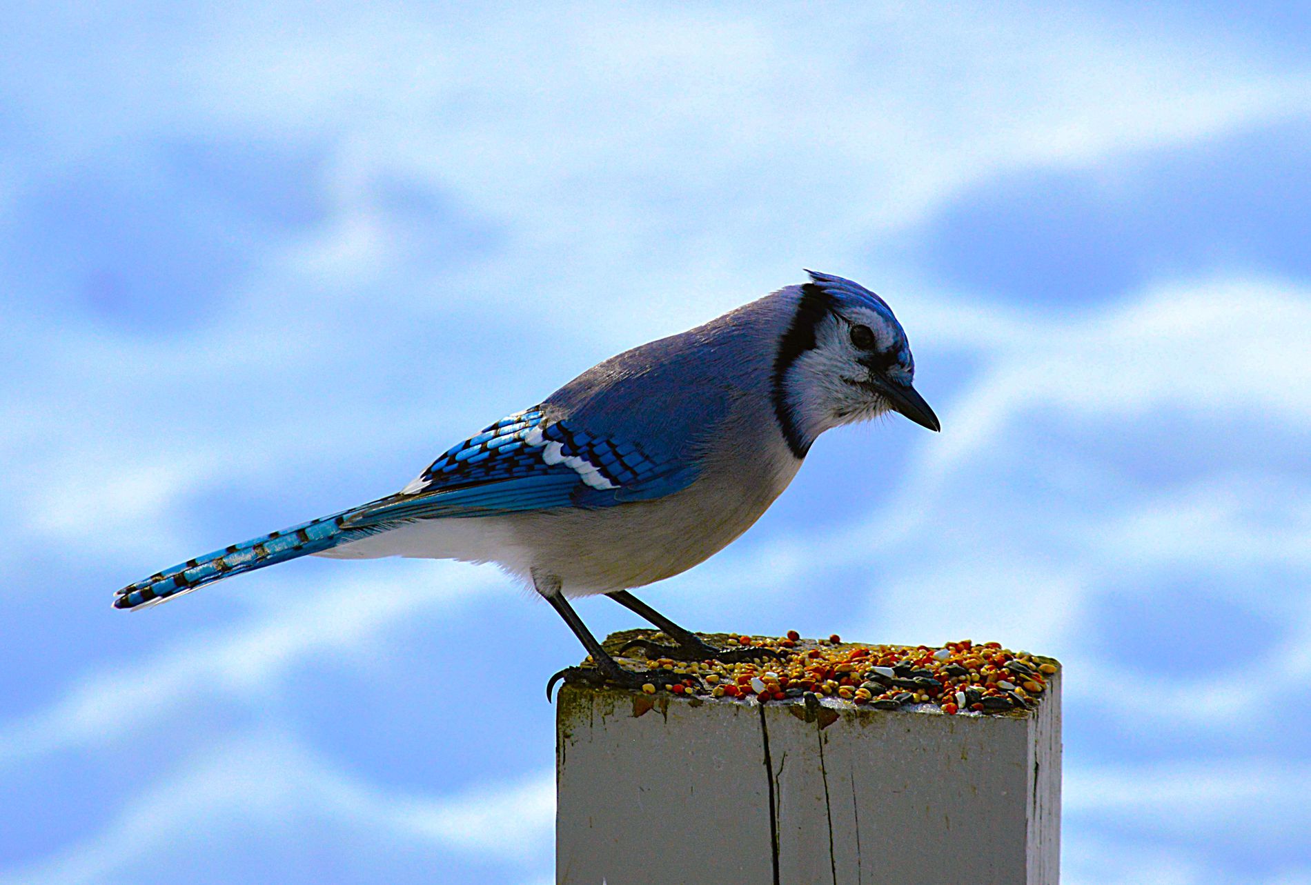 GuruShots - February 2026