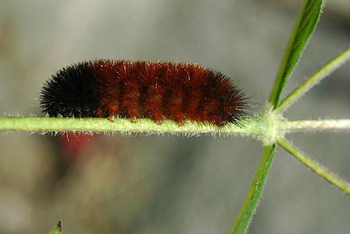 Woolly bear caterpillar, animal, insect weather forecasters