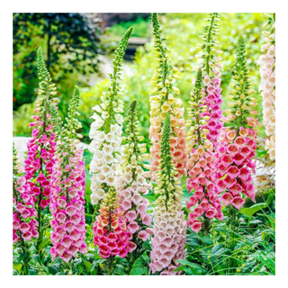 A shrub of foxgloves in bloom