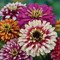 Zinnia elegans 'Whirlygig Mixed' from Thompson &amp; Morgan