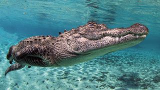 Juvenile alligator swimming, Florida, USA
