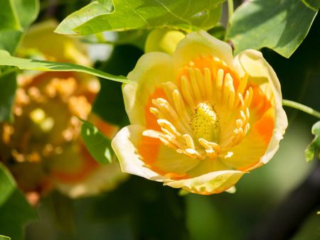 Yellow Tulip Trees