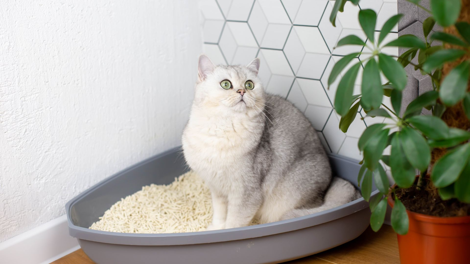 white cat in litter box