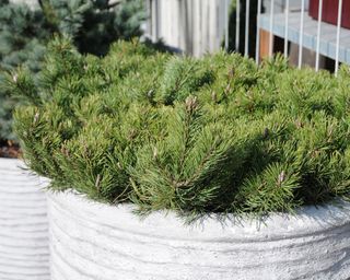 Dwarf pine growing in pots