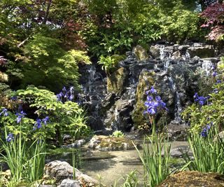Deep blue iris flowers set in a Japanese garden at Chelsea Flower Show