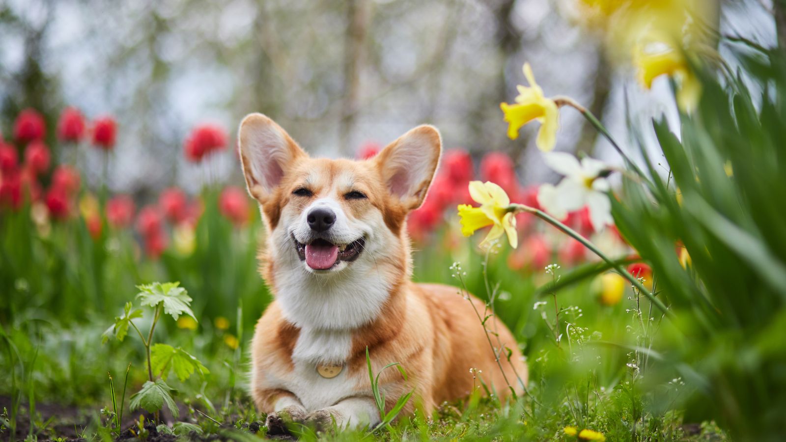 Corgi in spring flowers